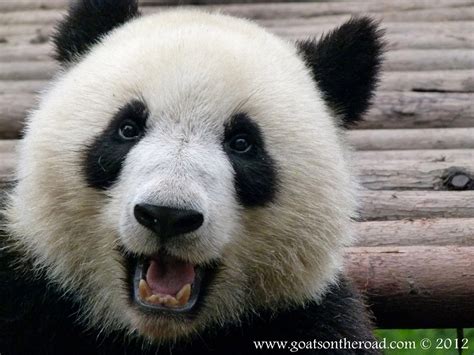 Photo of the Moment: One Happy Panda in Chengdu, China — Vagabondish