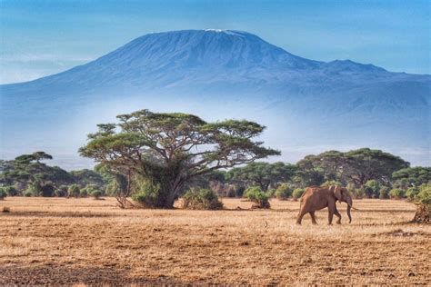 The Elephants of Amboseli National Park - Helen in Wonderlust