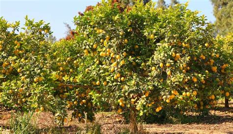 Lemon Tree Guide: How To Grow & Care For Lemon Trees | Lawn.com.au