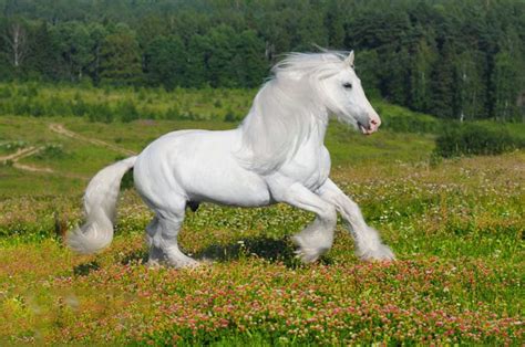 White Horse Wallpapers - beautiful desktop wallpapers 2014