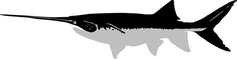 American Paddlefish Roe, Paddlefish Caviar, Wild-Caught, Fresh, Low Salt