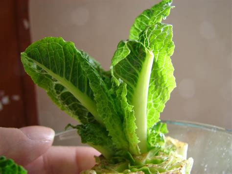 New Utah Gardener: Winter Indoor Lettuce Gardening