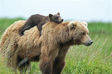 Heartwarming HD Wallpaper of a Brown Bear and Cub