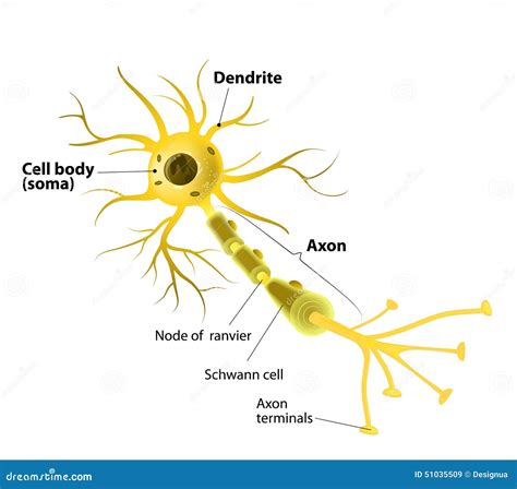 Motor Neuron, Detailed And Accurate, Labeled Stock Vector - Image: 51035509