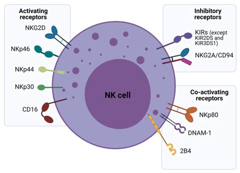 Cells | Free Full-Text | Enhancing a Natural Killer: Modification of NK Cells for Cancer ...