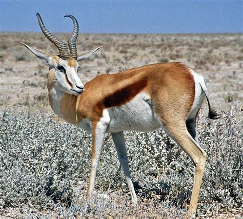 File:Springbok Namibia.jpg