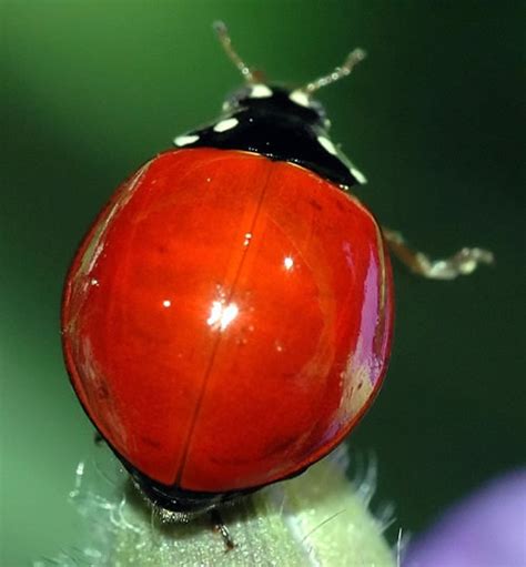 Why Do Ladybugs Have Spots?