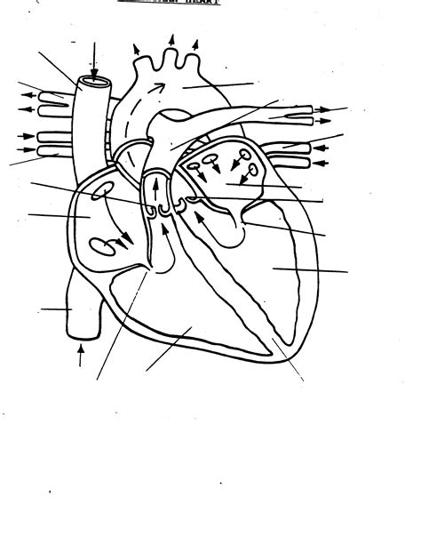 Unlabelled Diagram Of The Heart# - ClipArt Best