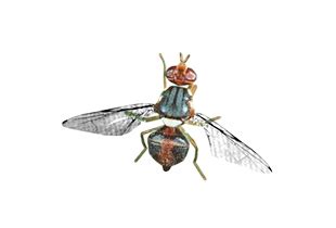 Olive fruit fly - Eliminate - Remove - Eradicate | Gallura Disinfestazioni