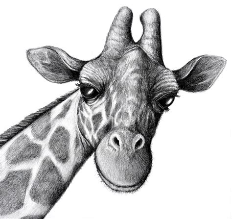 Giraffe Face Drawing at PaintingValley.com | Explore collection of ...