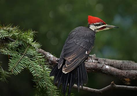 Pileated Woodpecker » HF&G