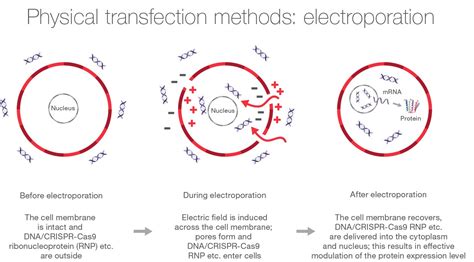 Overview of Transfection Methods | Thermo Fisher Scientific - KR