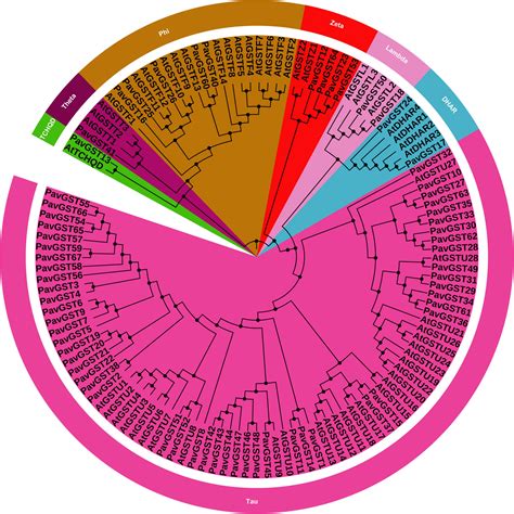 Frontiers | Identification and Comprehensive Genome-Wide Analysis of ...