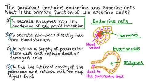 Question Video: Describing the Function of Pancreatic Exocrine Cells | Nagwa