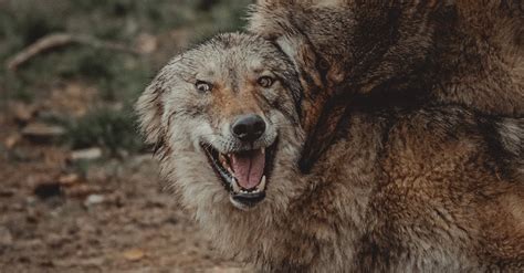 Wild wolves fighting in forest in daytime · Free Stock Photo