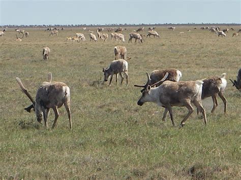 Central Arctic Caribou Herd | Flickr - Photo Sharing!