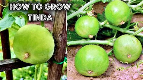 How to Grow Tinda (Apple Gourd) from Seeds in a Pot || When to Sow ...