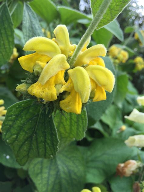 Phlomis > Phlomis russeliana - The Beth Chatto Gardens