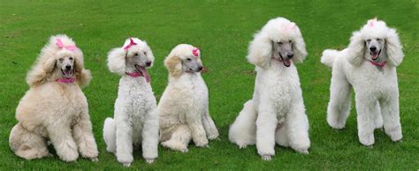 🔥 [50+] Standard Poodle Wallpapers | WallpaperSafari