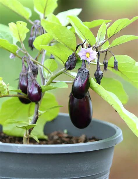 15 Veggies Perfect For Container Gardening