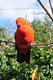 King Parrot | King parrots will let you get up close. | Caroline Jones | Flickr