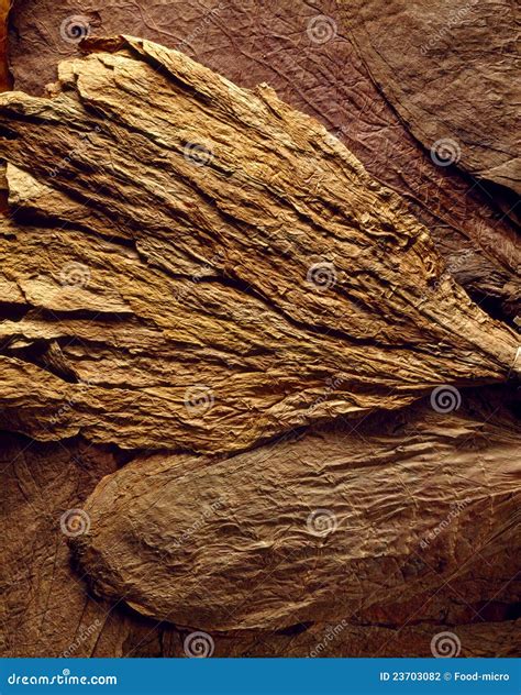 Tobacco leaves stock photo. Image of brown, aroma, classical - 23703082