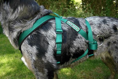 Dog Cart Harness – Fidogear