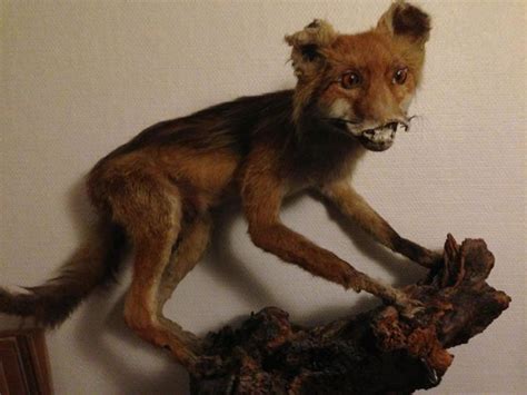 Pin on Bad Taxidermy