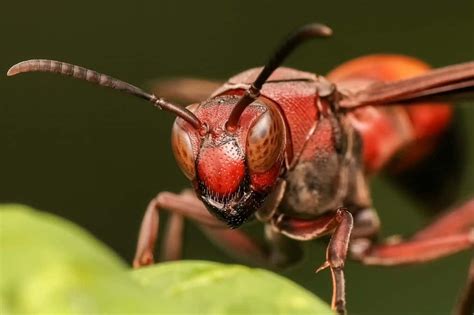 How To Get Rid of A Red Wasp - How I Get Rid Of