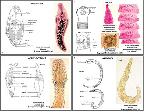 Trematoda Labeled