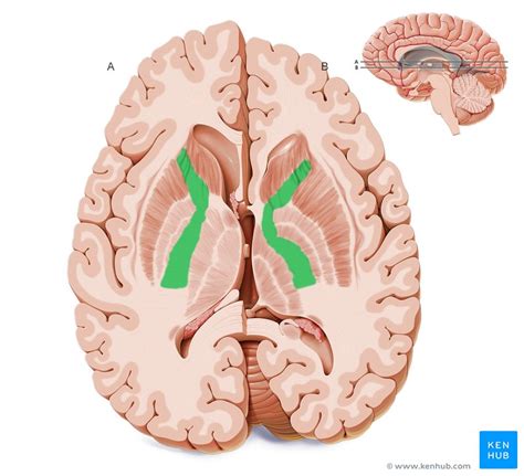 Internal capsule: anatomy, structure and function | Kenhub