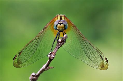 practice in macrophotography