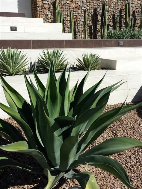 Drought-Tolerant Plants | The Best Plants For Dry Soil | HGTV