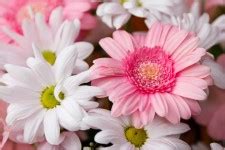 Beautiful Floral Background Free Stock Photo - Public Domain Pictures