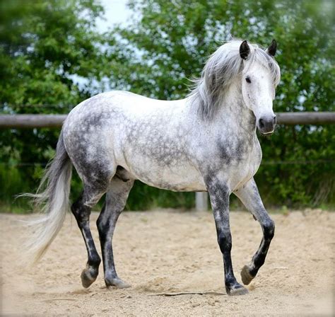 Dapple Gray Horse Facts with Pictures