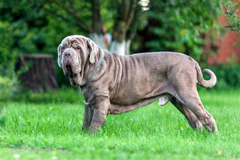 Neapolitan Mastiff: Dog Breed Characteristics & Care