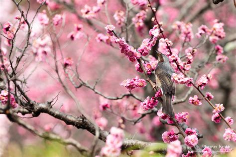 Plum Blossoms | Discover Kyoto