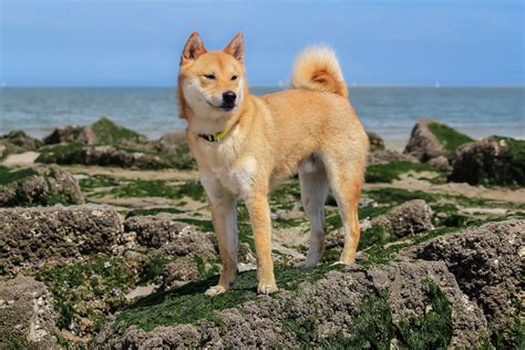 Shiba Inu: Dog Breed Characteristics & Care