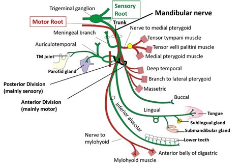 Mandibular Nerve Motor Function