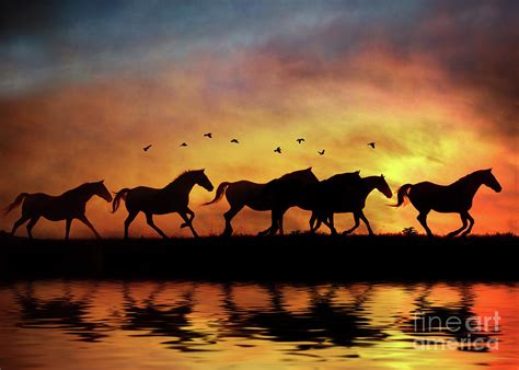 Wild Horses in Sunset and Water Photograph by Stephanie Laird - Pixels