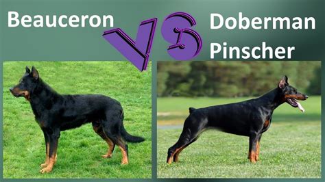 Beauceron VS Doberman Pinscher - Breed Comparison - Doberman Pinscher and Beauceron Differences ...