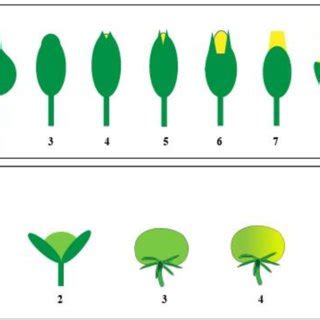 Stylised diagram of tomato flower and fruit development stages. (A ...