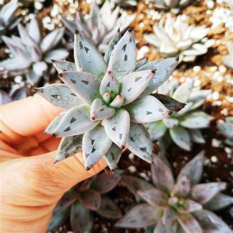 Echeveria Unguiculata 2" Korean Rare Succulent Plant by SucculentsDepot on Etsy | Rare ...