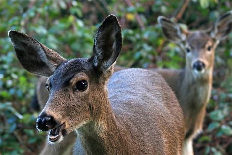 Black-tailed Deer - doe and yearling fawn | ThatsRick ToYou | Flickr