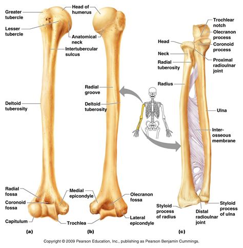 Head, radial fossa, coronoid fossa, olacranon fossa, head...