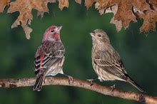 Pair Of House Finches Free Stock Photo - Public Domain Pictures