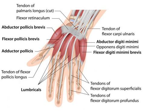 Hand Grip Muscles Worked: A Comprehensive Exploration