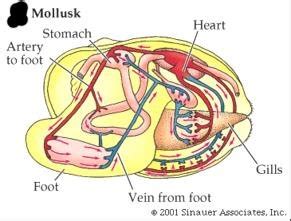 6: Open circulatory system of bivalve molluscs. | Download Scientific Diagram