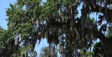 Spanish Moss Covered Trees at Savannah Georgia Historic Cemetery Stock Photo - Image of moss ...