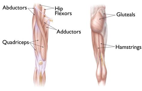 Hip Strains - OrthoInfo - AAOS